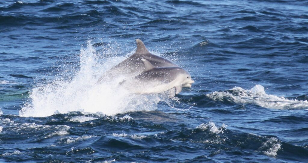 Two dolphins leap over the ocean