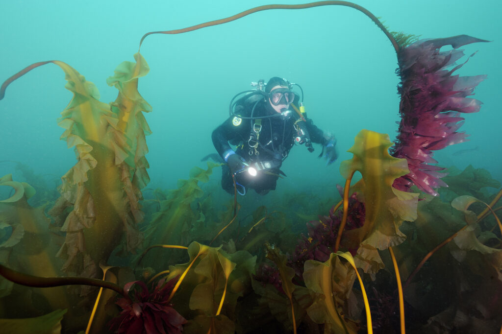 A man swimming through a kelp forest