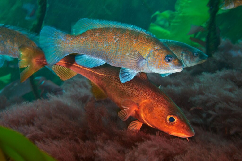 Two colorful fish